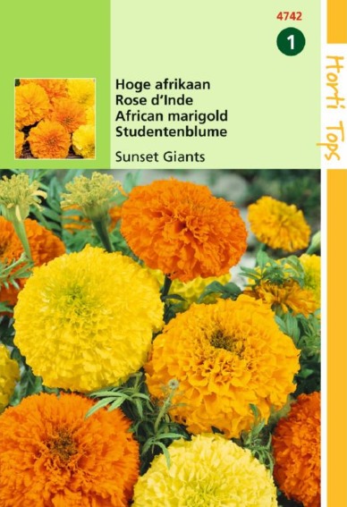 Mexican Marigold Sunset Giants (Tagetes erecta) 300 seeds